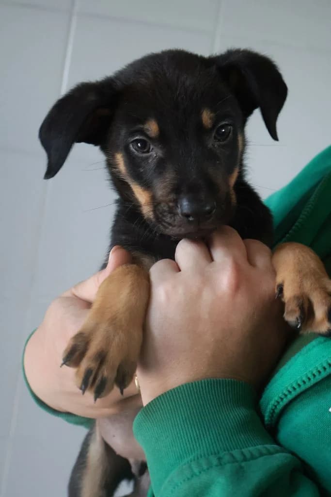 Skrzat, Mixed Breed for adoption at Schronisko Zabrze, Zabrze