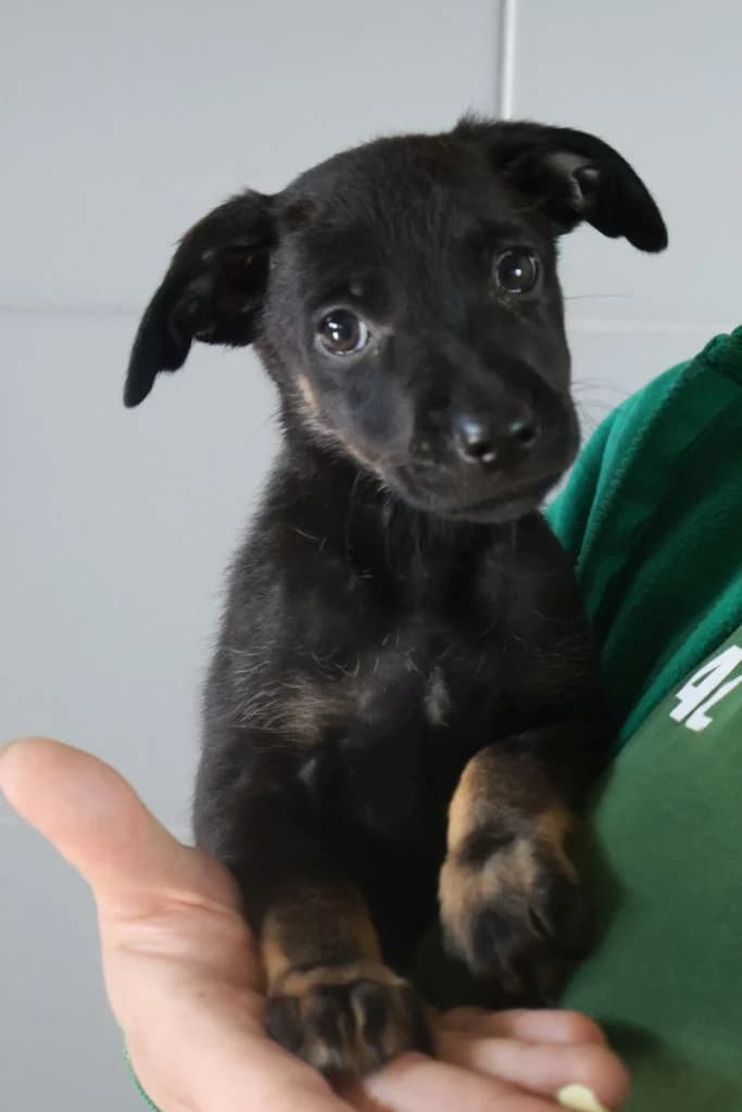 Wróżka, Mixed Breed for adoption at Schronisko Zabrze, Zabrze