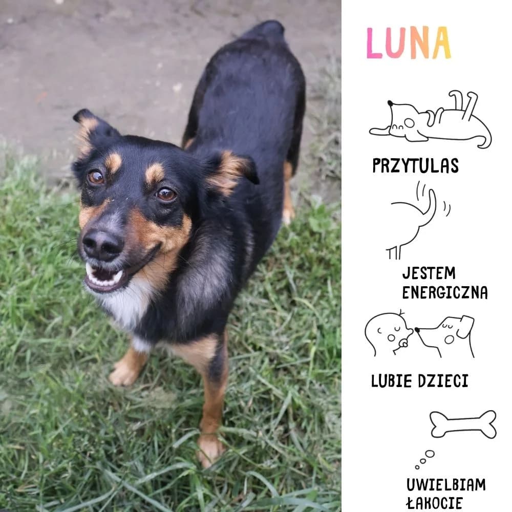 Luna, female Mixed Breed for adoption at Schronisko Zabrze, Zabrze