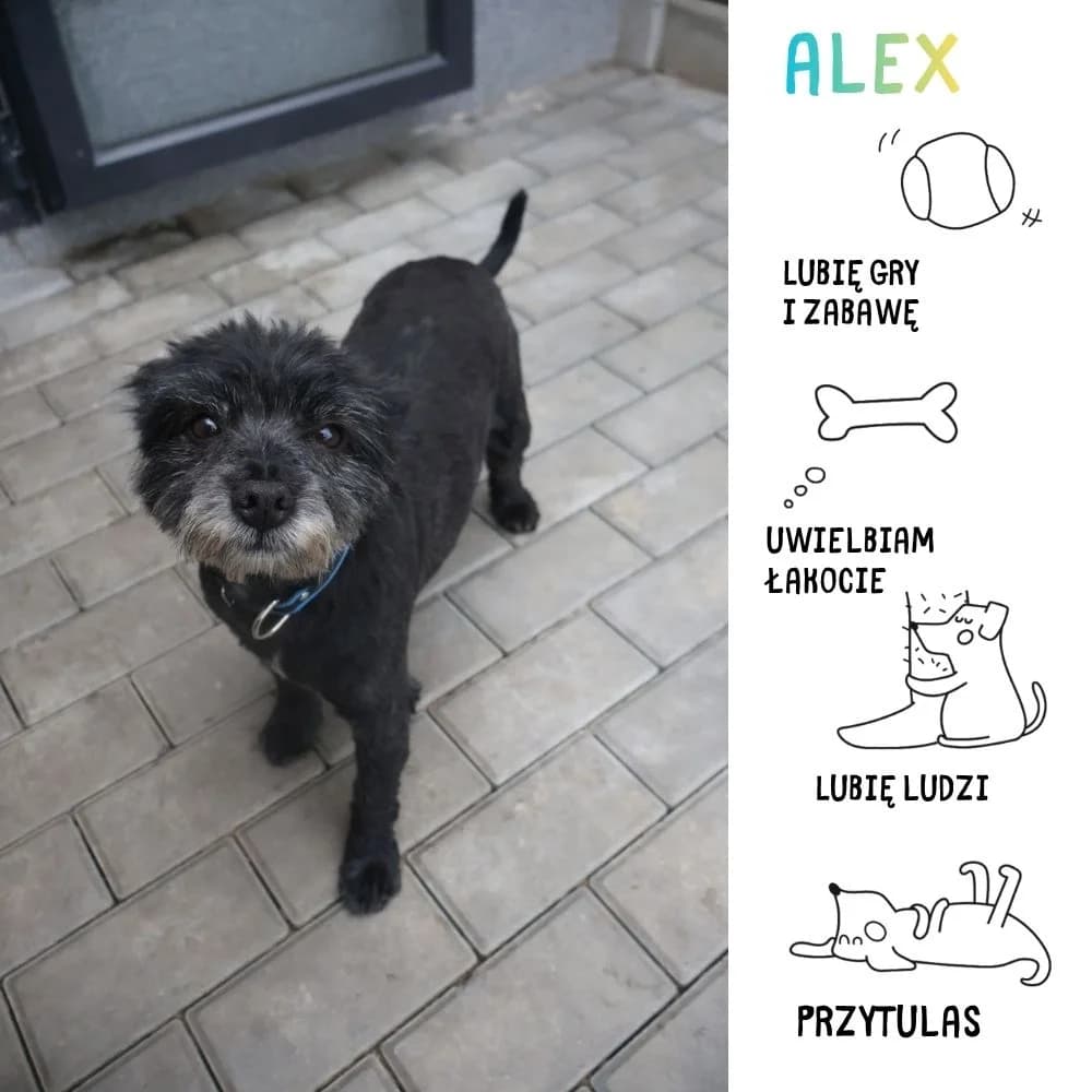 Alex, Mixed Breed for adoption at Schronisko Zabrze, Zabrze