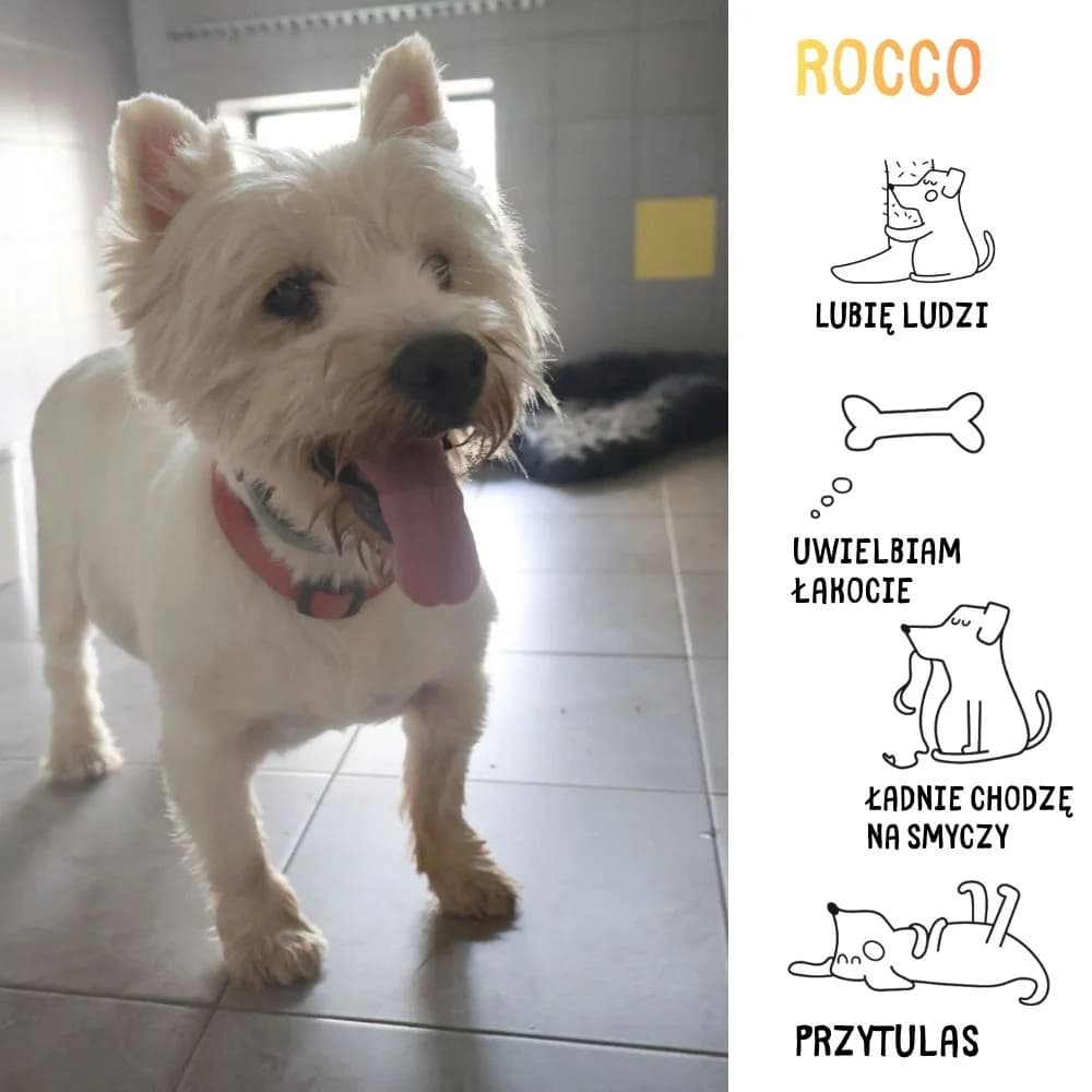 Rocco, Mixed Breed for adoption at Schronisko Zabrze, Zabrze