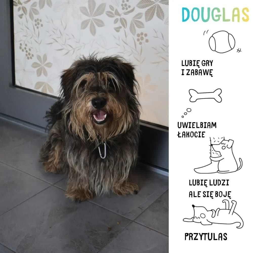 Douglas, Mixed Breed for adoption at Schronisko Zabrze, Zabrze