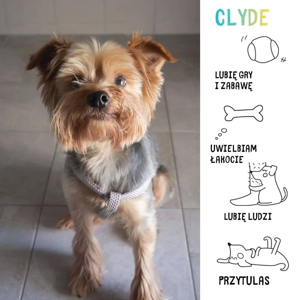 Clyde, Mixed Breed for adoption at Schronisko Zabrze, Zabrze