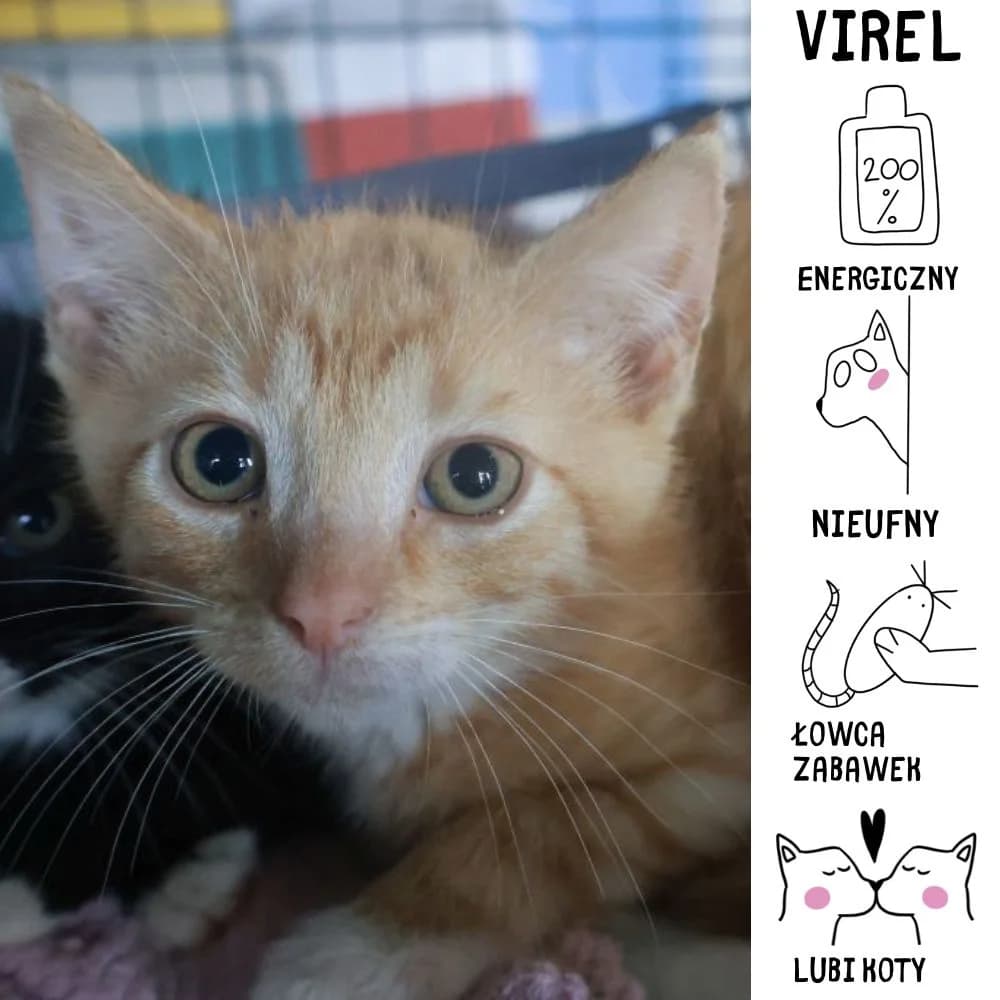 Virel, Mixed Breed for adoption at Schronisko Zabrze, Zabrze