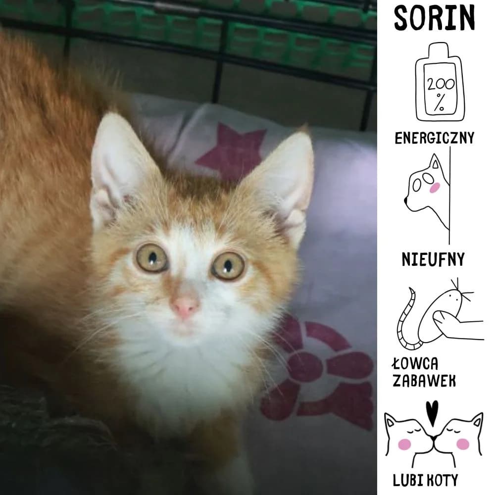 Sorin, Mixed Breed for adoption at Schronisko Zabrze, Zabrze