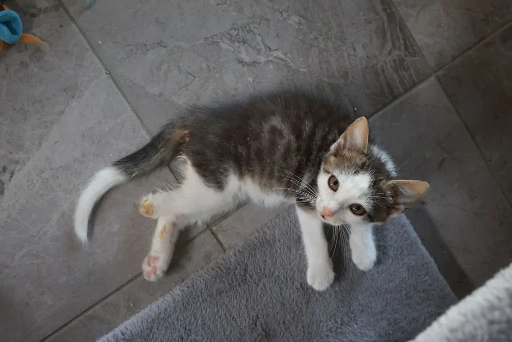 Fresco, Mixed Breed for adoption at Schronisko Zabrze, Zabrze