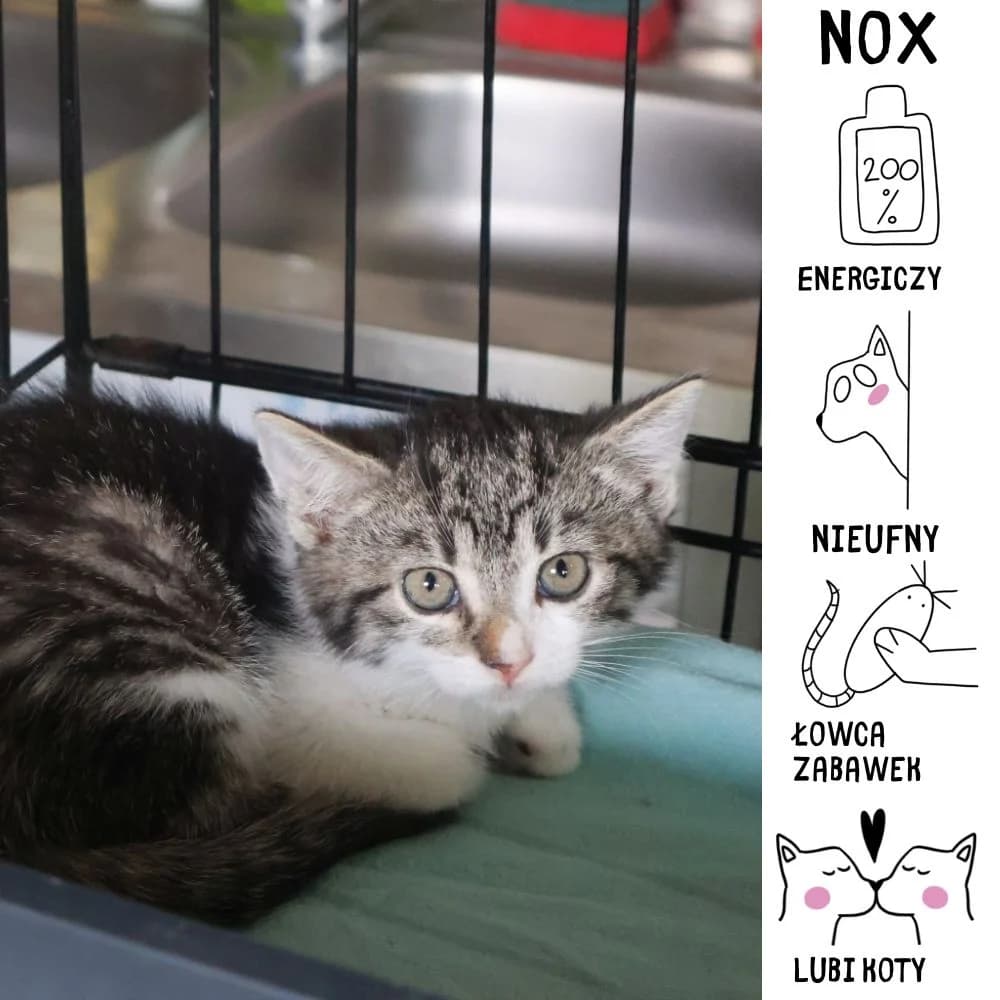 Nox, Mixed Breed for adoption at Schronisko Zabrze, Zabrze