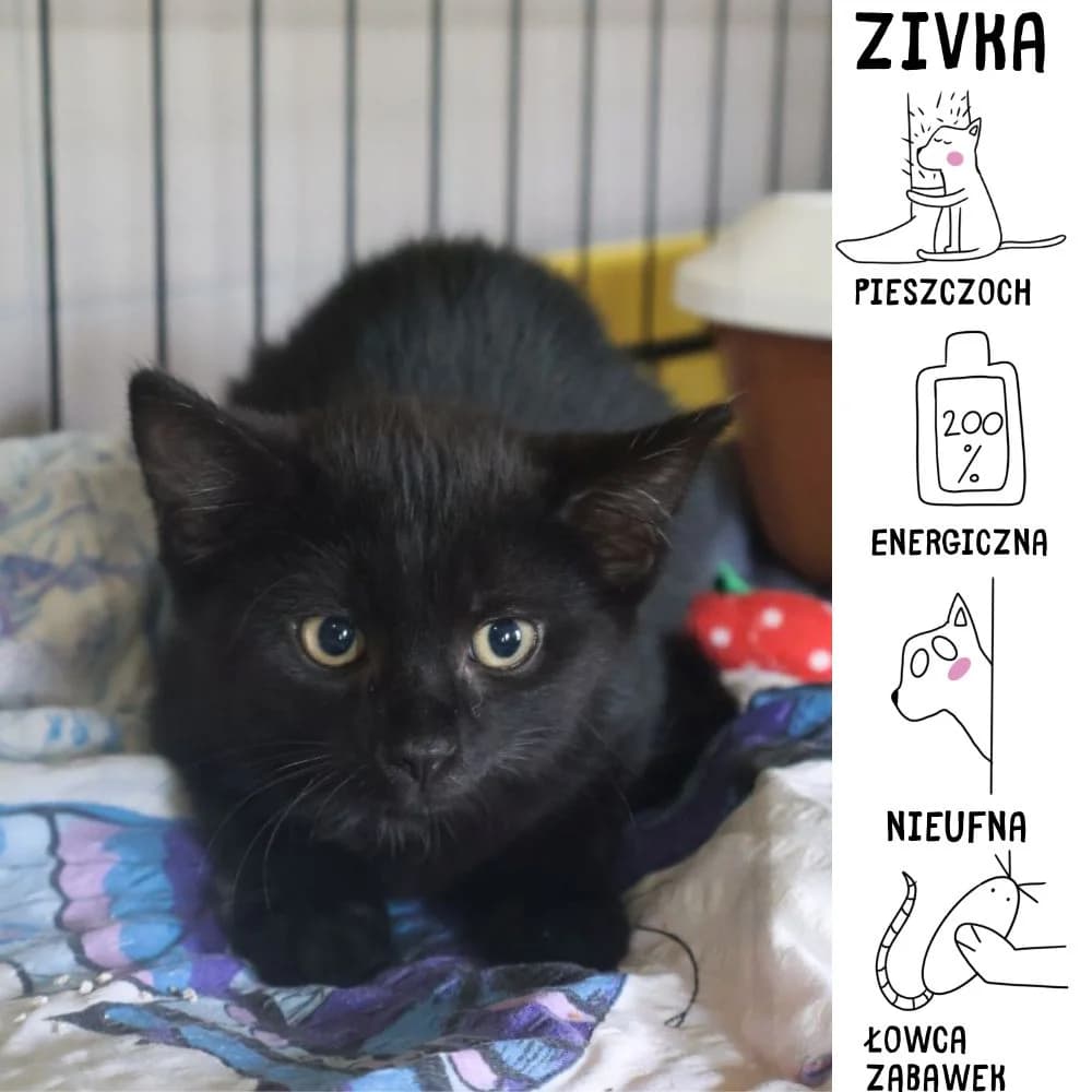 Zivka, Mixed Breed for adoption at Schronisko Zabrze, Zabrze