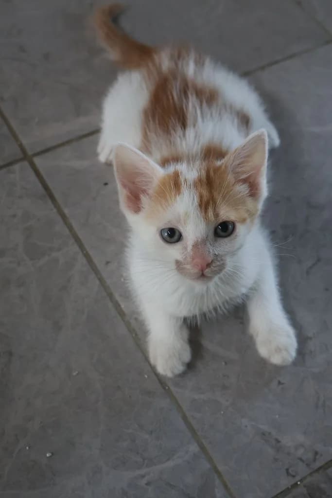 Totoro, Mixed Breed for adoption at Schronisko Zabrze, Zabrze