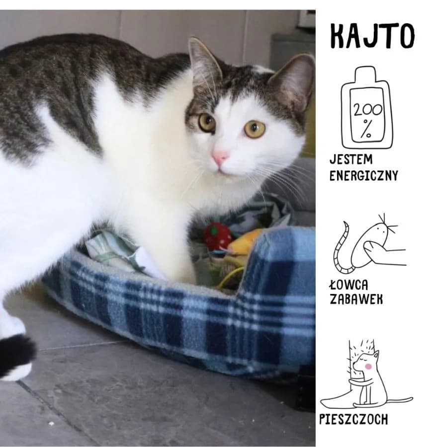 Kajto, Mixed Breed for adoption at Schronisko Zabrze, Zabrze