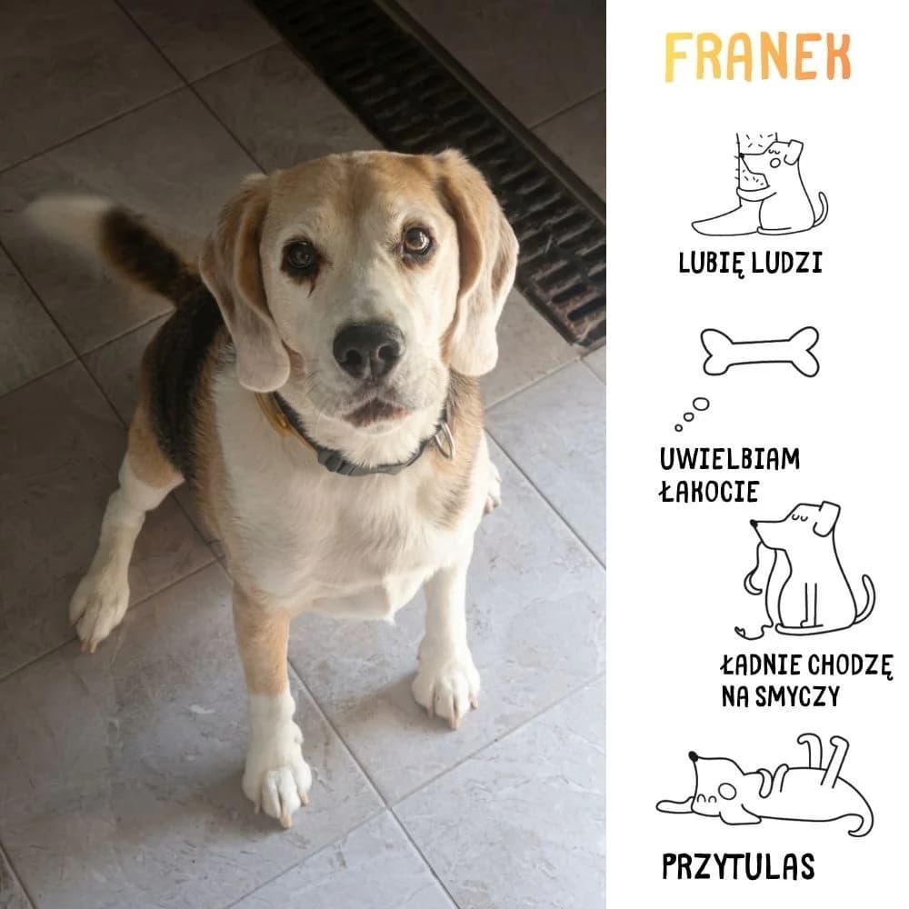 Franek, Mixed Breed for adoption at Schronisko Zabrze, Zabrze