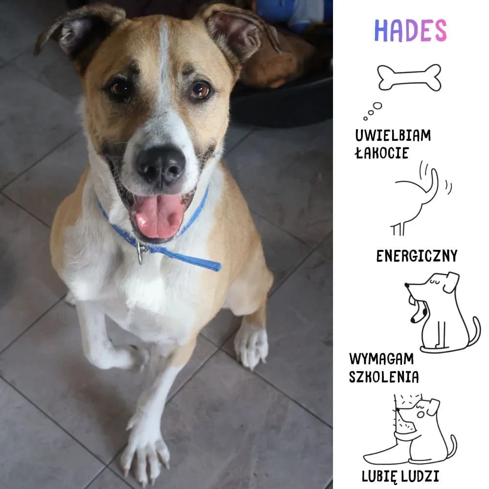 Hades, male Mixed Breed for adoption at Schronisko Zabrze, Zabrze