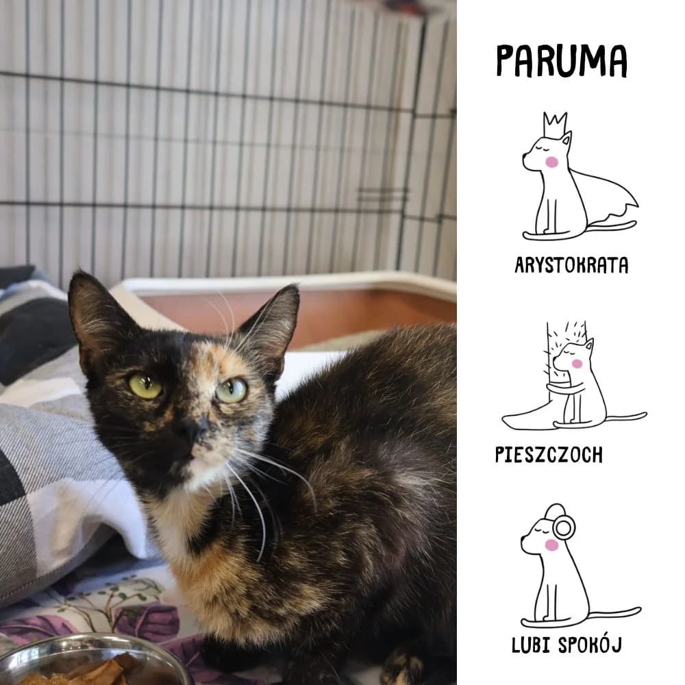 Paruma, young Mixed Breed for adoption at Schronisko Zabrze, Zabrze