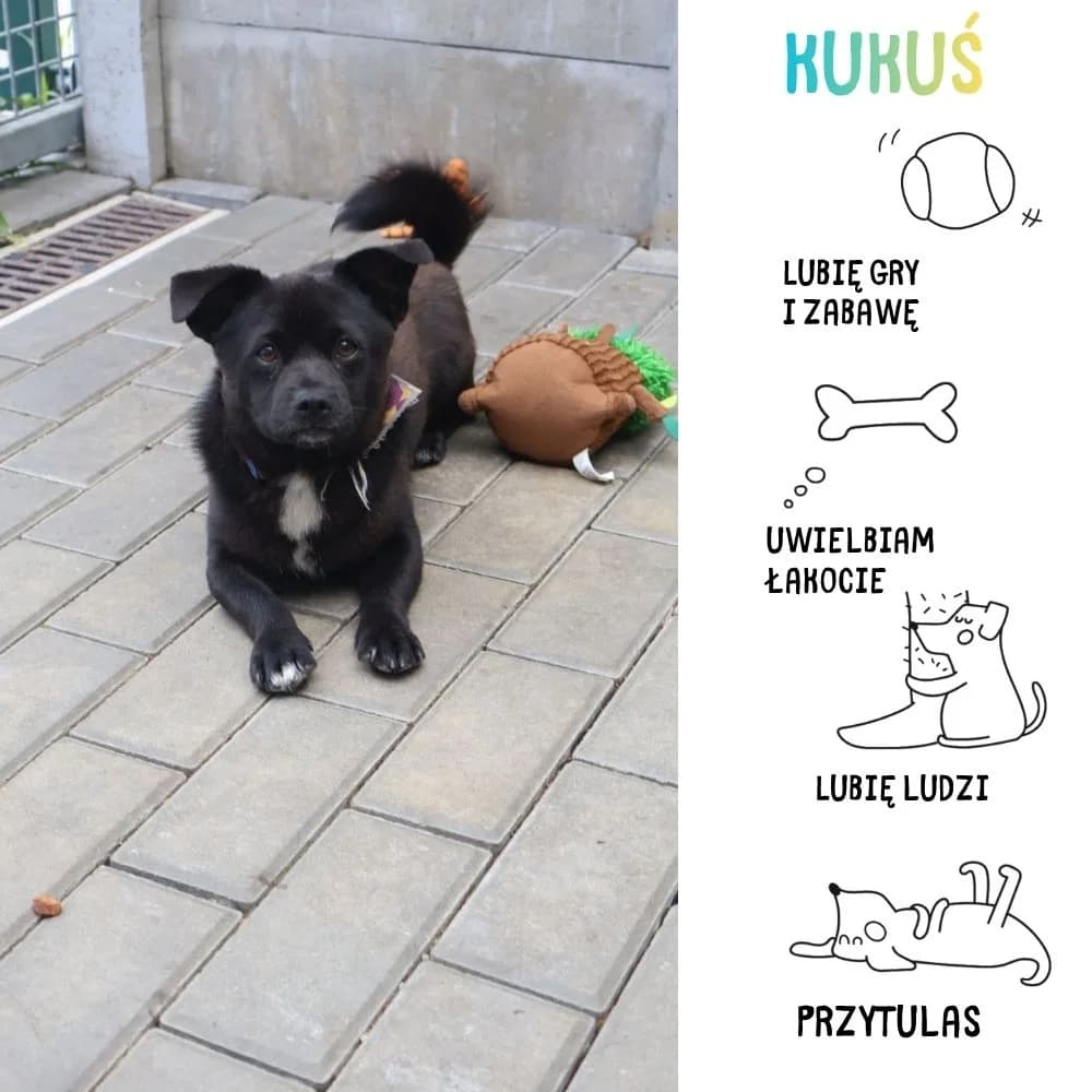 Kukuś, Mixed Breed for adoption at Schronisko Zabrze, Zabrze