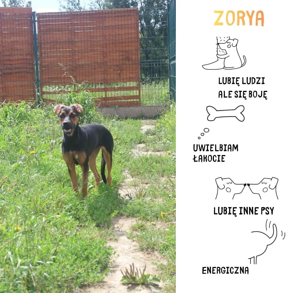 Zorya, male Mixed Breed for adoption at Schronisko Zabrze, Zabrze