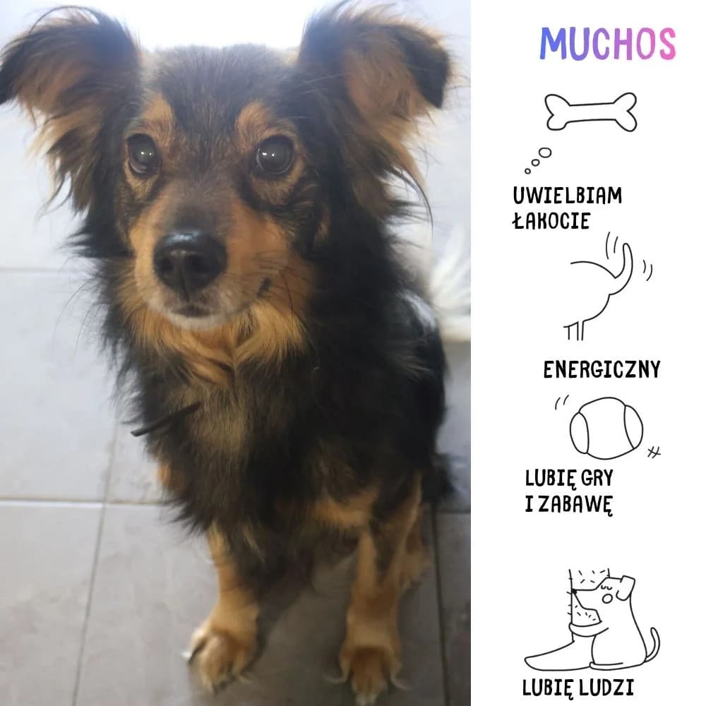 Muchos, Mixed Breed for adoption at Schronisko Zabrze, Zabrze