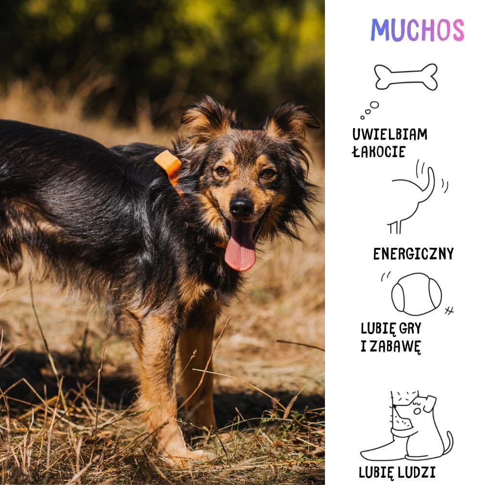 Muchos, Mixed Breed for adoption at Schronisko Zabrze, Zabrze