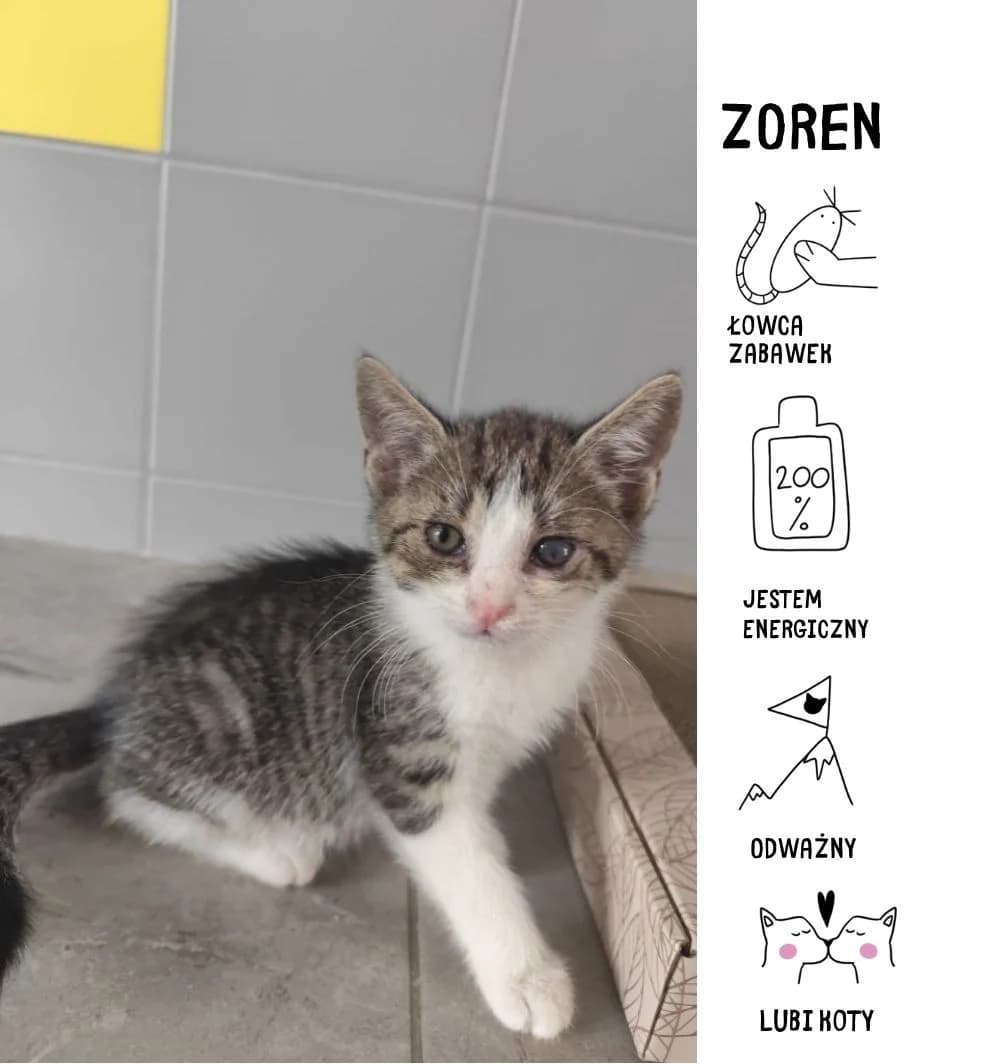 Zoren, puppy Mixed Breed for adoption at Schronisko Zabrze, Zabrze