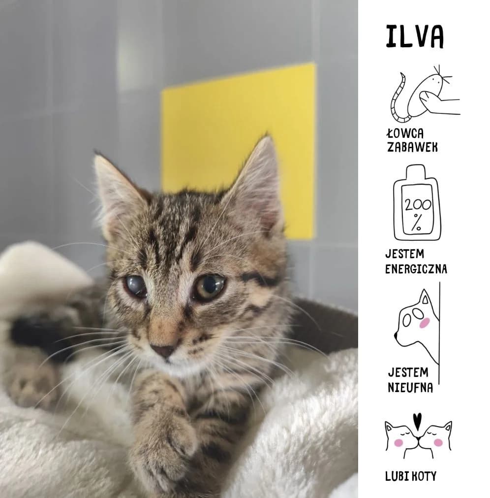 Ilva, puppy Mixed Breed for adoption at Schronisko Zabrze, Zabrze