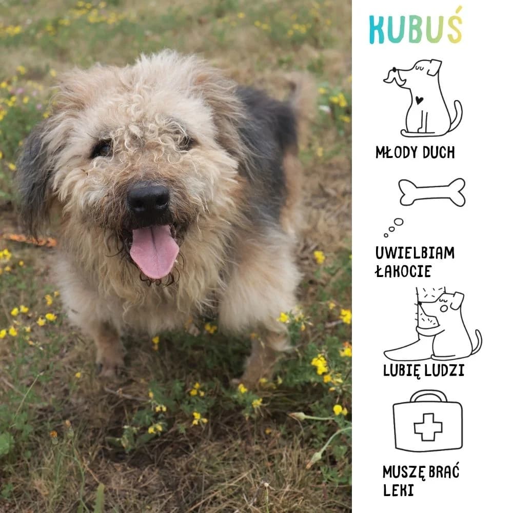 KubuΕ, Mixed Breed for adoption at Schronisko Zabrze, Zabrze
