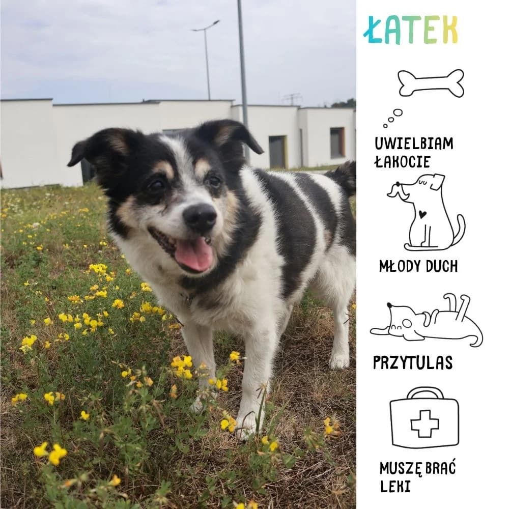 Εatek, senior Mixed Breed for adoption at Schronisko Zabrze, Zabrze