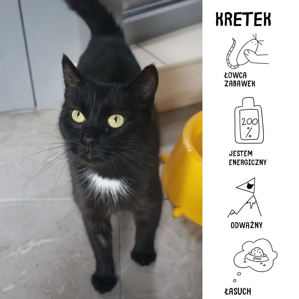 Kretek, Mixed Breed for adoption at Schronisko Zabrze, Zabrze
