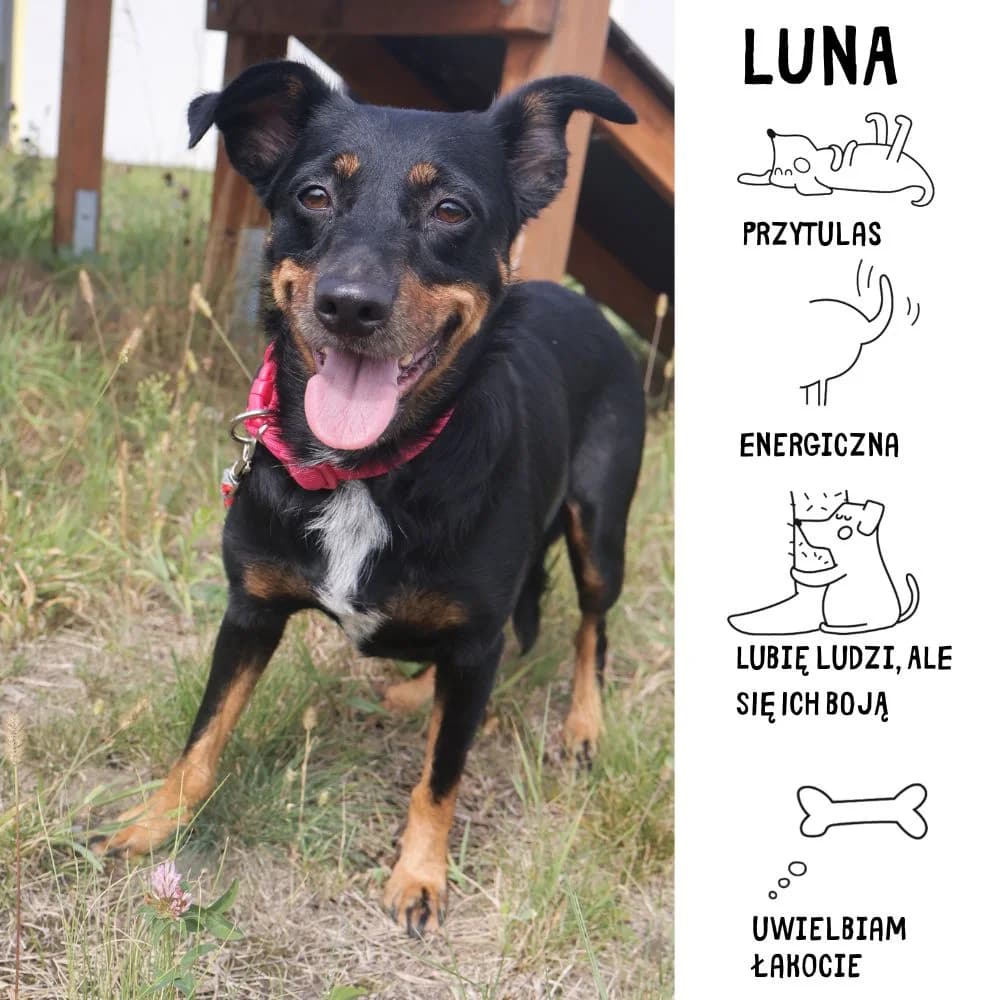 Luna, female senior Mixed Breed for adoption at Schronisko Zabrze, Zabrze