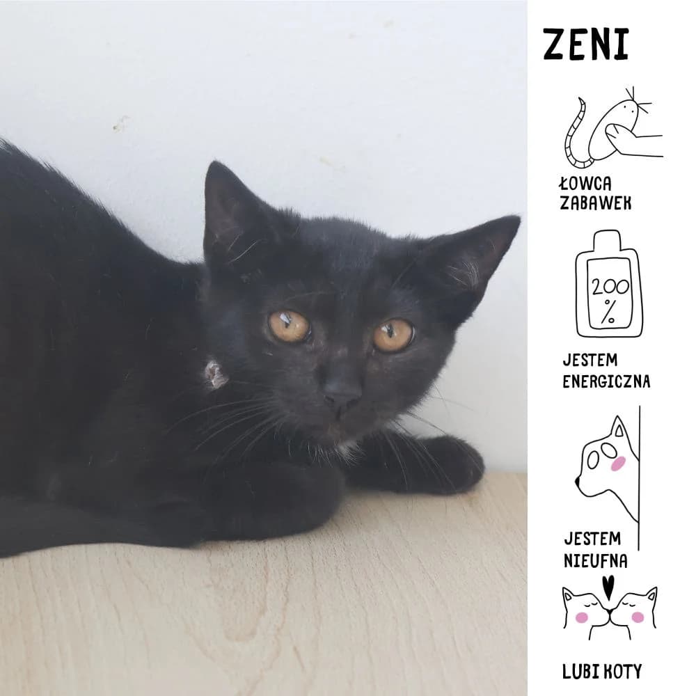 Zeni, Mixed Breed for adoption at Schronisko Zabrze, Zabrze
