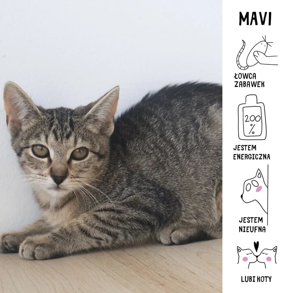 Mavi, Mixed Breed for adoption at Schronisko Zabrze, Zabrze