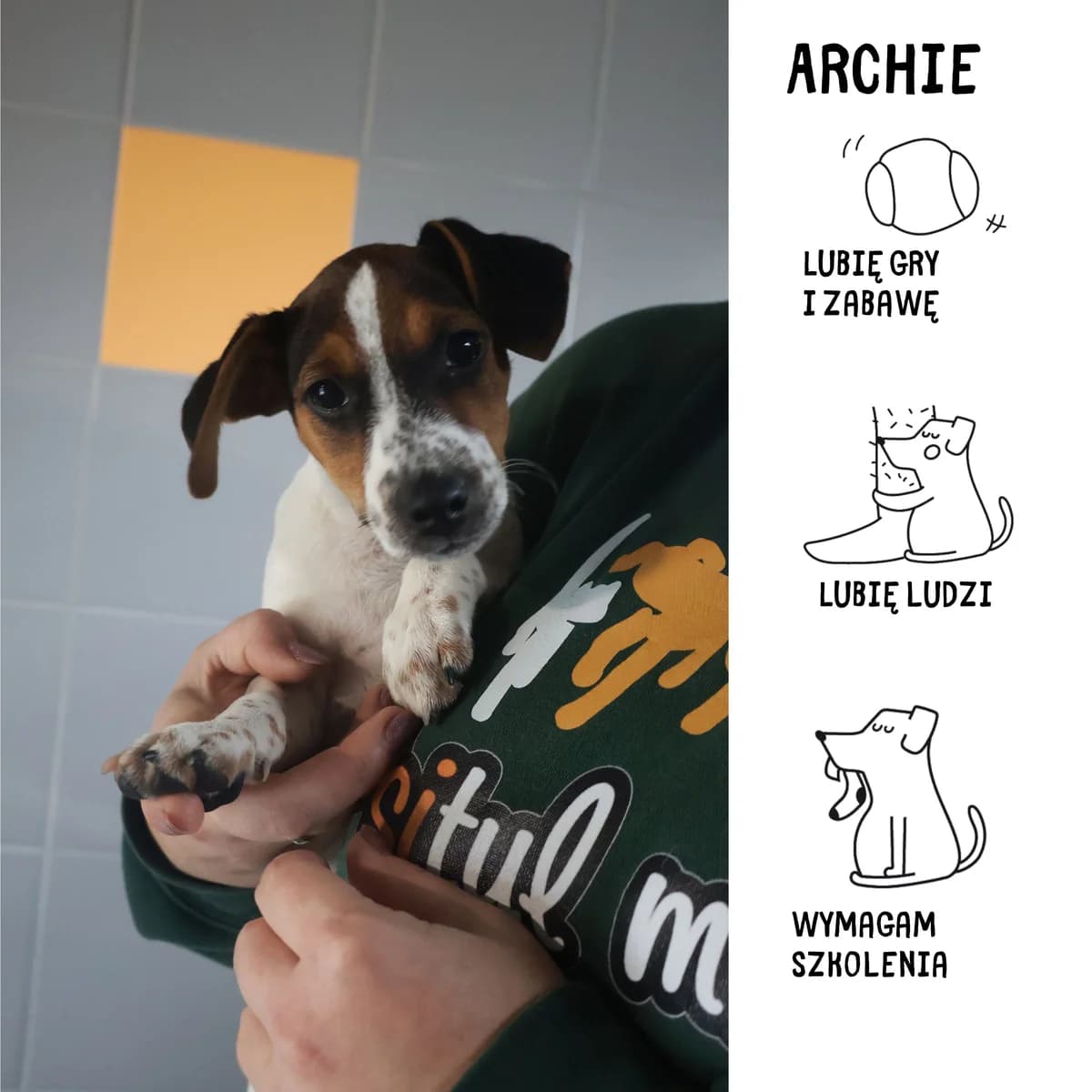 Archie, male puppy Mixed Breed for adoption at Schronisko Zabrze, Zabrze