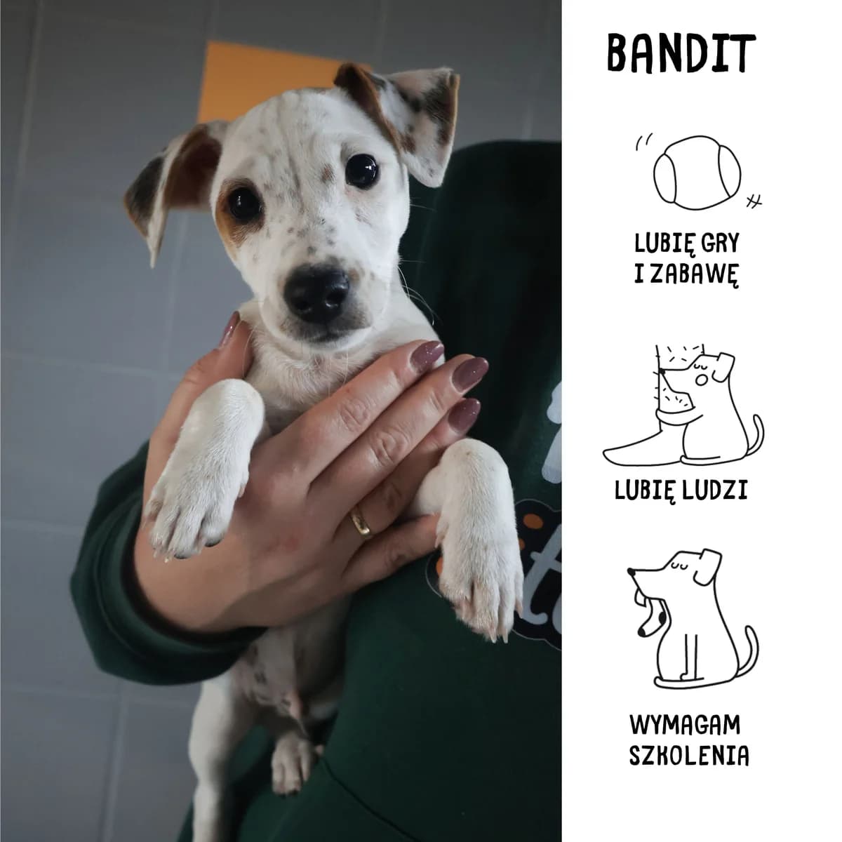 Bandit, puppy Mixed Breed for adoption at Schronisko Zabrze, Zabrze