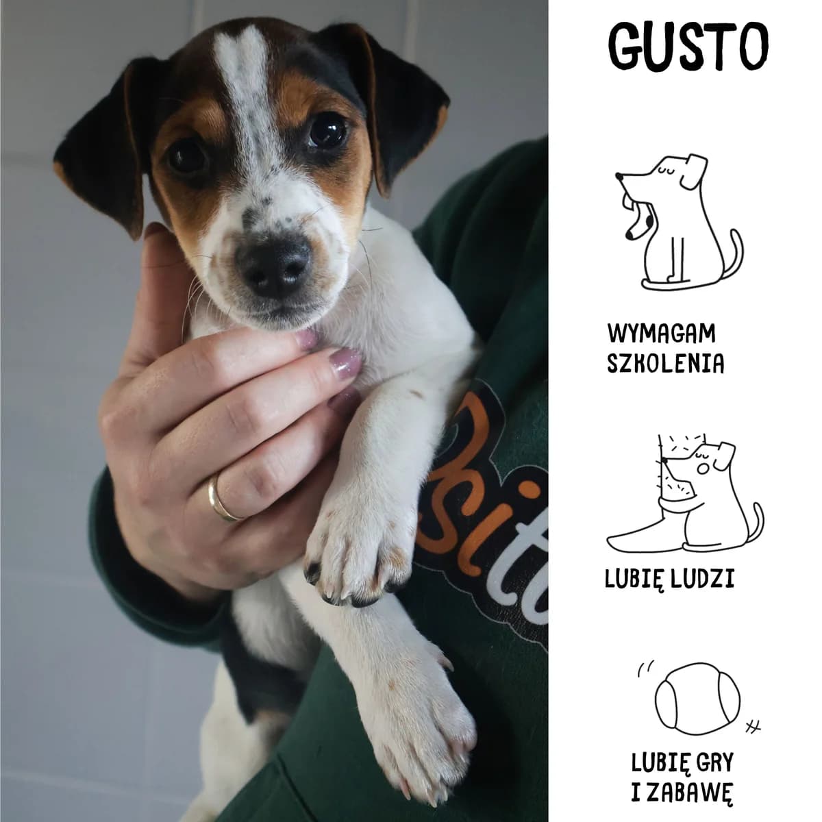 Gusto, puppy Mixed Breed for adoption at Schronisko Zabrze, Zabrze