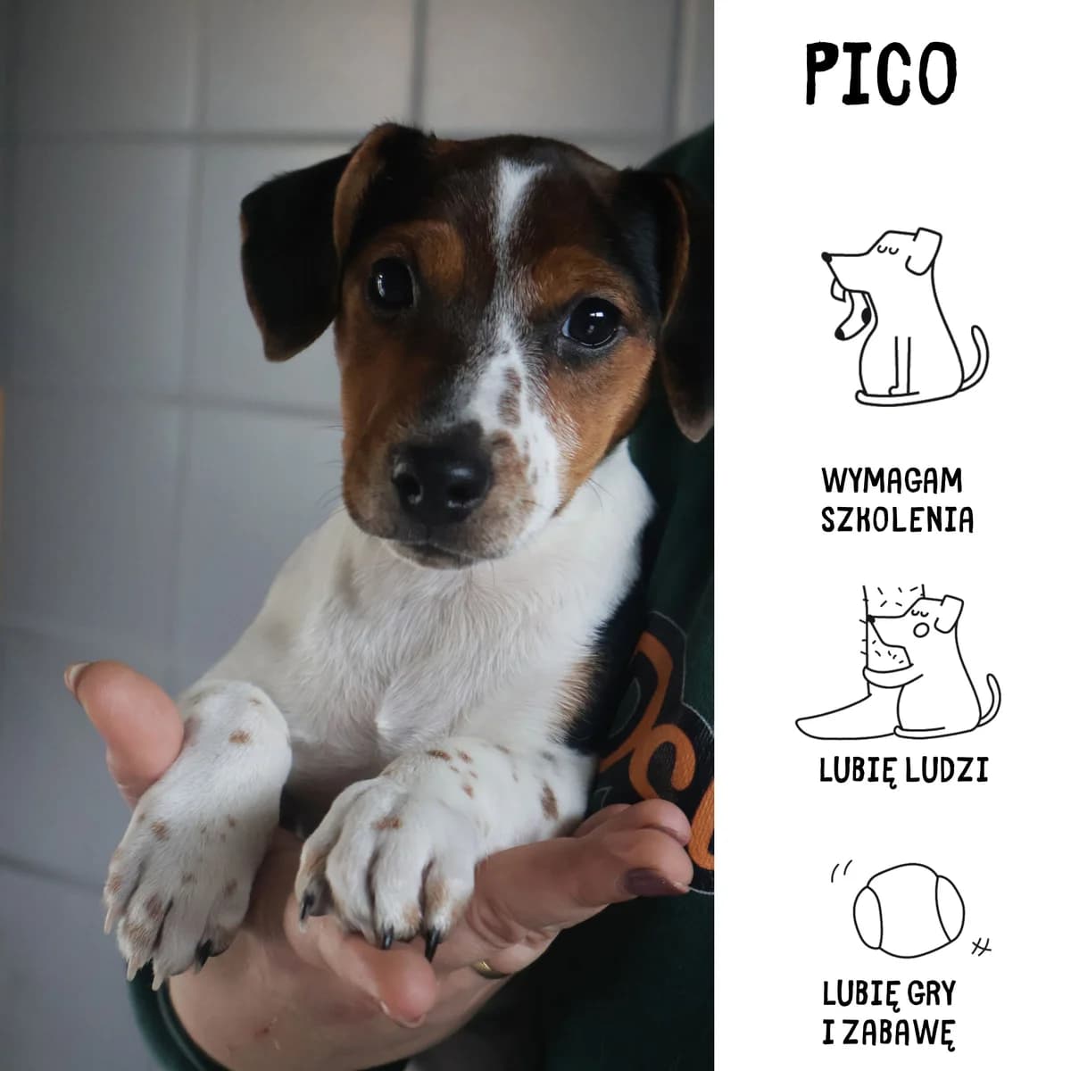 Pico, puppy Mixed Breed for adoption at Schronisko Zabrze, Zabrze