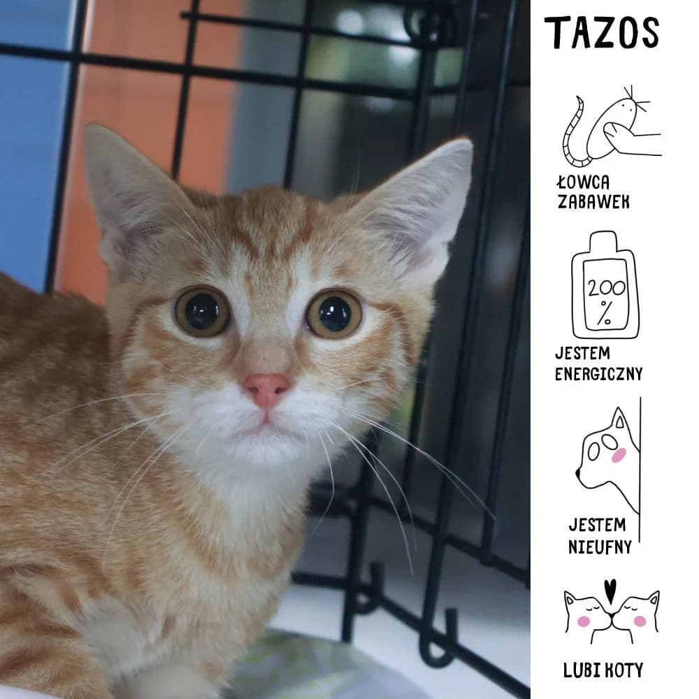 Tazos, Mixed Breed for adoption at Schronisko Zabrze, Zabrze