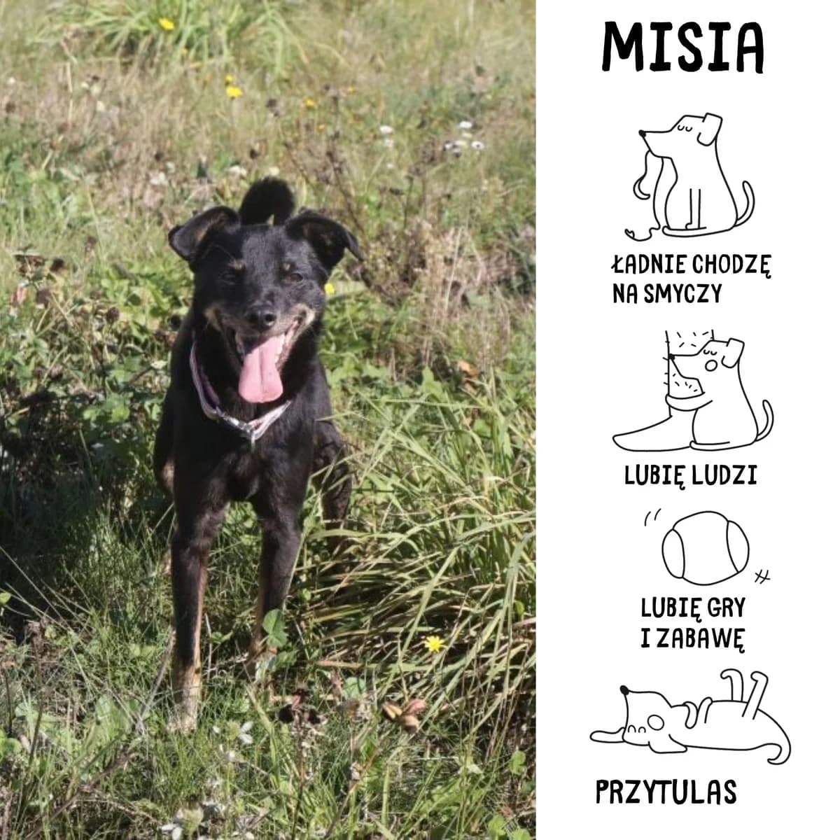 Misia, female Mixed Breed for adoption at Schronisko Zabrze, Zabrze