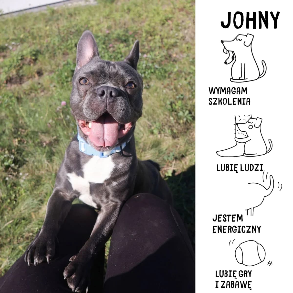 Johny, Mixed Breed for adoption at Schronisko Zabrze, Zabrze