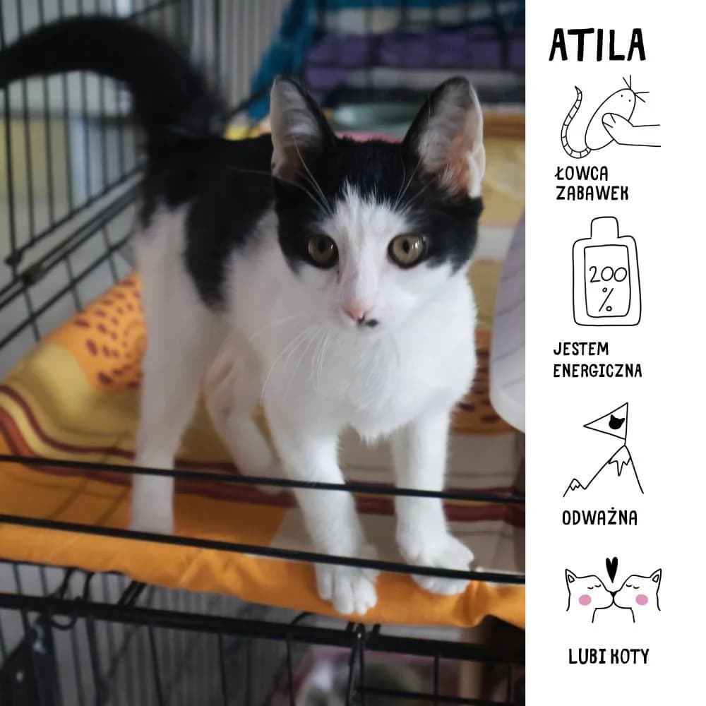 Atila, Mixed Breed for adoption at Schronisko Zabrze, Zabrze
