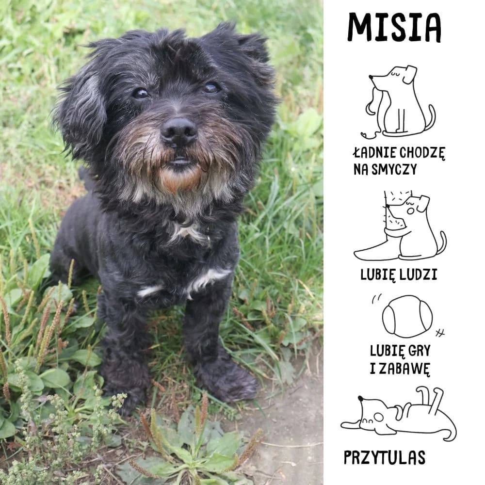 Misia, female Mixed Breed for adoption at Schronisko Zabrze, Zabrze