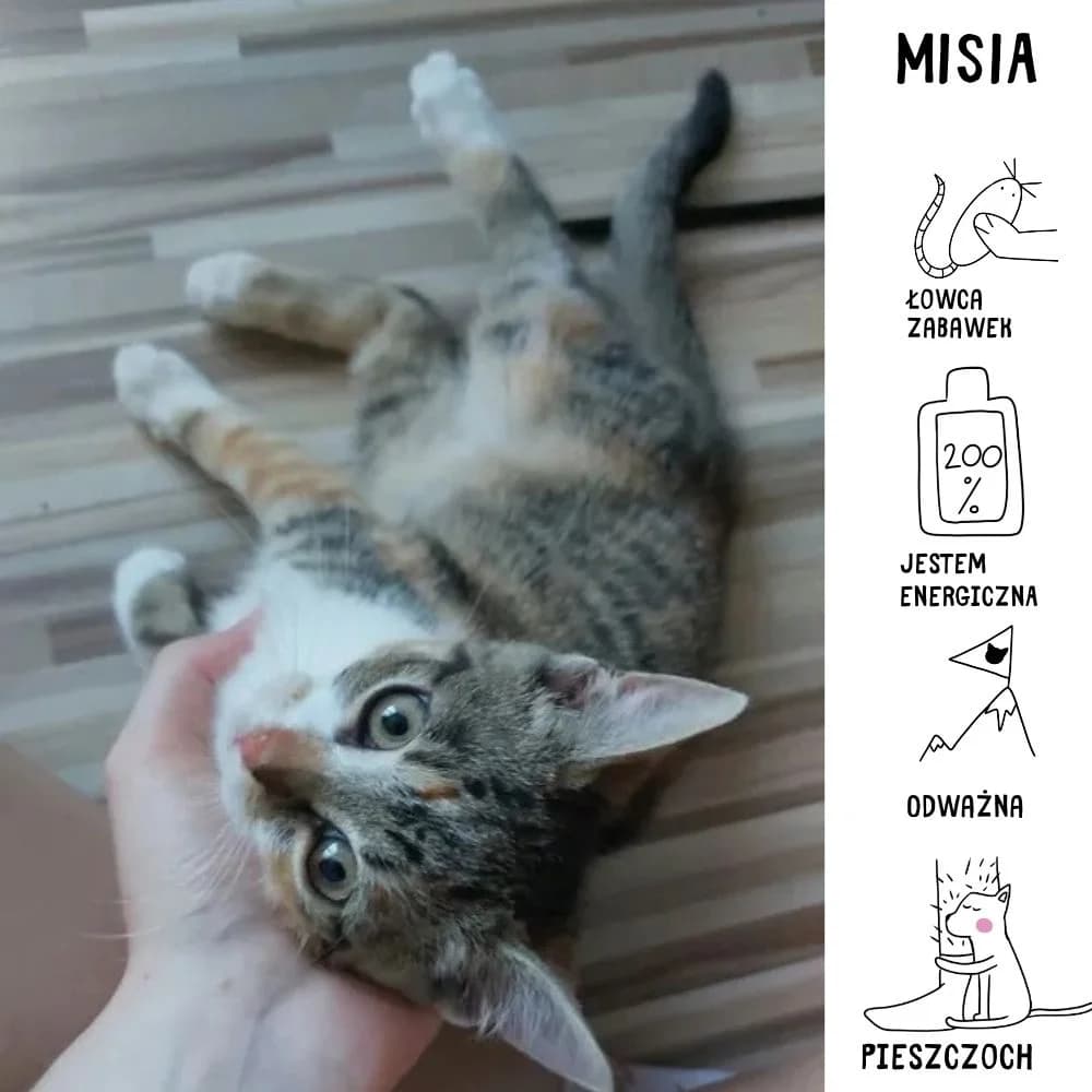 Misia, puppy Mixed Breed for adoption at Schronisko Zabrze, Zabrze