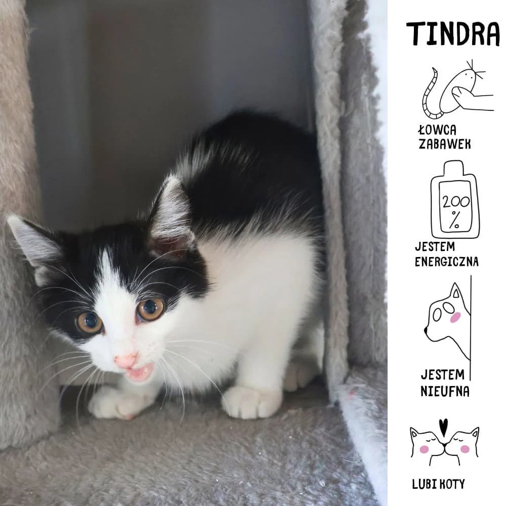Tindra, puppy Mixed Breed for adoption at Schronisko Zabrze, Zabrze