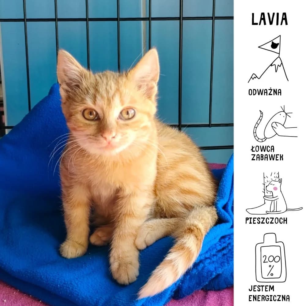 Lavia, female Mixed Breed for adoption at Schronisko Zabrze, Zabrze