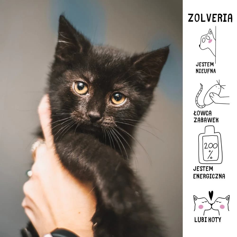 Zolveria, Mixed Breed for adoption at Schronisko Zabrze, Zabrze