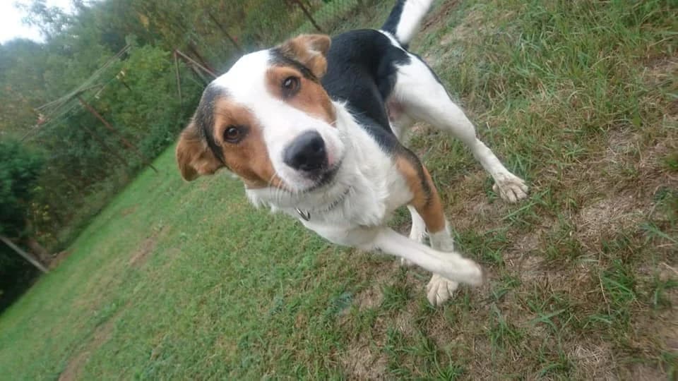 Emil, Mixed Breed for adoption at Fundacja Psy Ulicy Warszawa, Warszawa