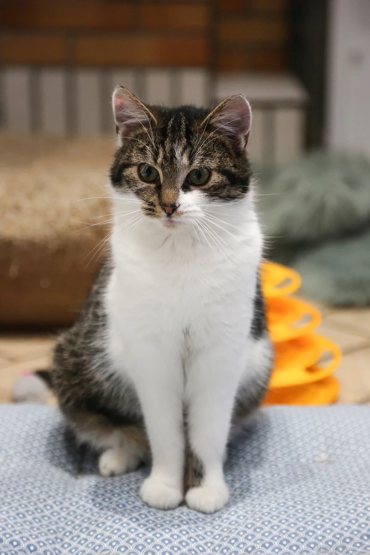 Gruszka, Mixed Breed for adoption at Fundacja Psy Ulicy Warszawa, Warszawa