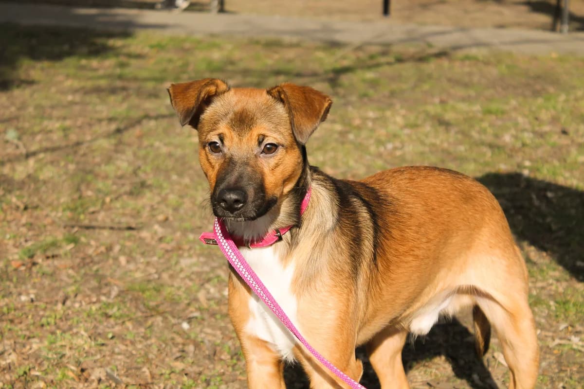 Wojtek, Mixed Breed for adoption at Fundacja Psy Ulicy Warszawa, Warszawa