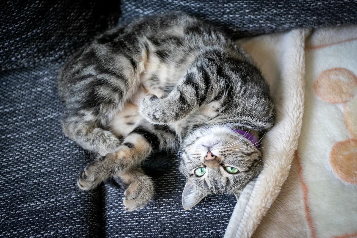 Pandora, Mixed Breed for adoption at Fundacja Psy Ulicy Warszawa, Warszawa