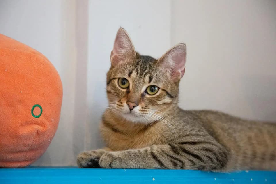 Humus, Mixed Breed for adoption at Fundacja Psy Ulicy Warszawa, Warszawa