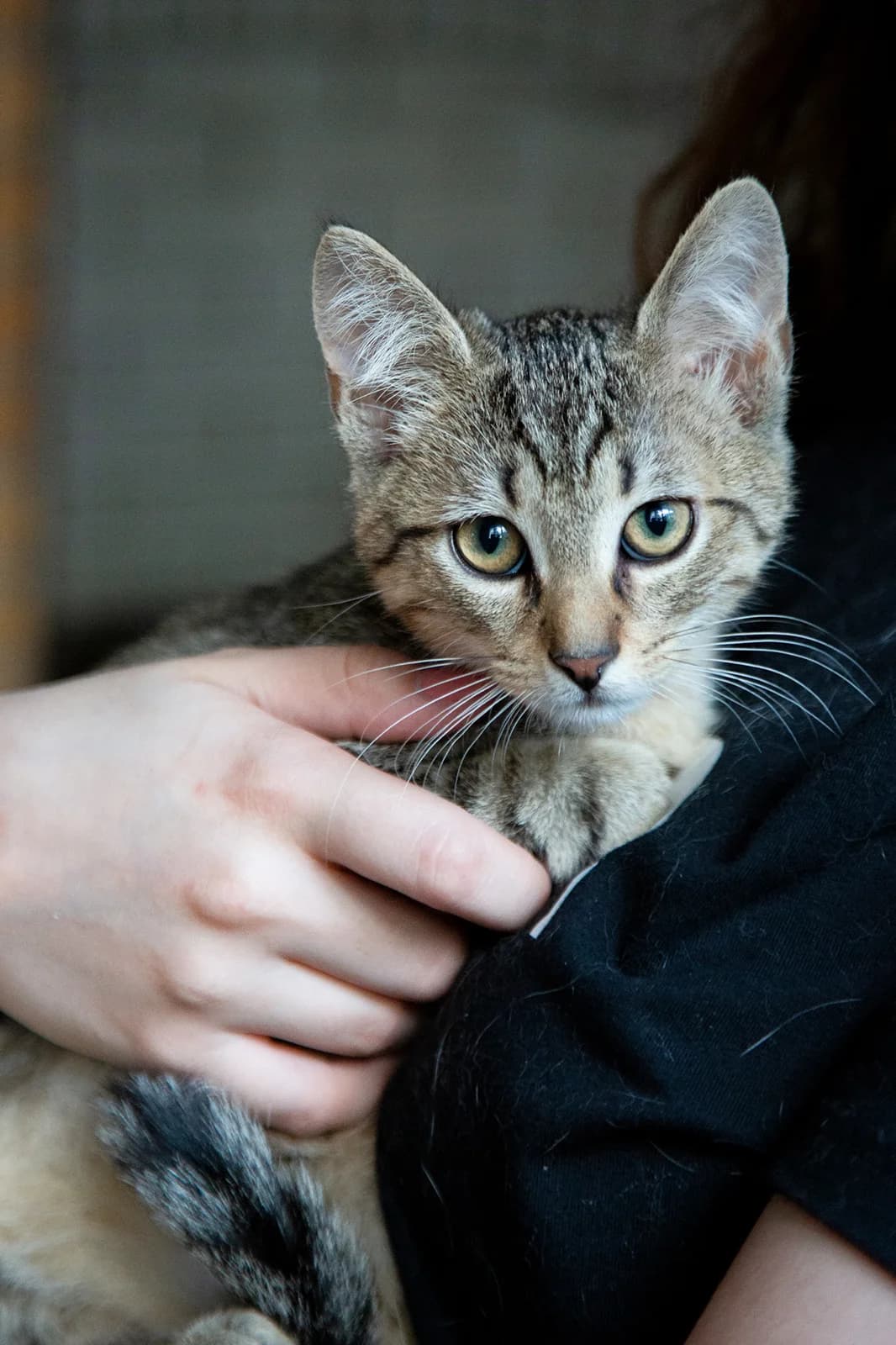 Tofu, Mixed Breed for adoption at Fundacja Psy Ulicy Warszawa, Warszawa