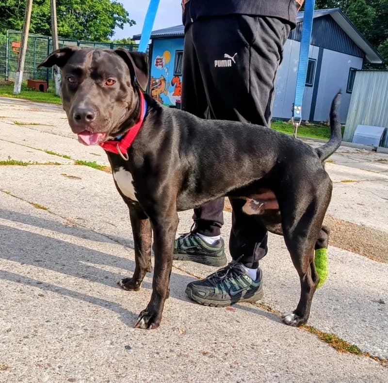 RICO, 5yo Mixed Breed for adoption at Schronisko Komunalne Kętrzyn