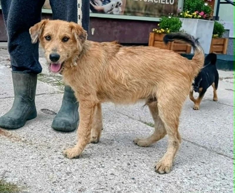 TIKI, puppy Mixed Breed for adoption at Schronisko Komunalne Kętrzyn